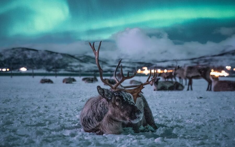 Tromsø: Reindeer Sled, Dinner, and Chance of Northern Lights - Why this Tromsø evening feels different