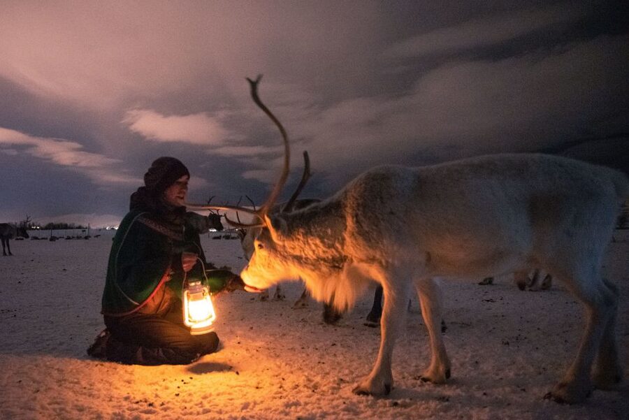 Tromsø: Reindeer Sled, Dinner, and Chance of Northern Lights - Feeding 300 reindeer by hand