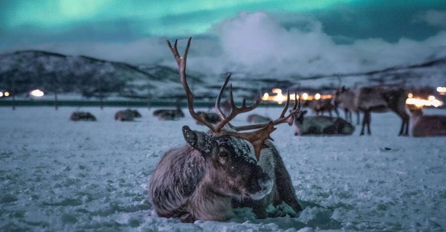 Tromsø: Reindeer Sled, Dinner, and Chance of Northern Lights - Meeting the bus at Tromsø Havn Prostneset