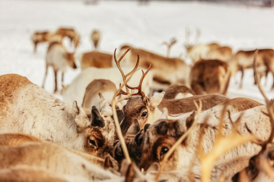 Tromsø: Reindeer Sledding & Feeding with a Sami Guide - Key points at a glance