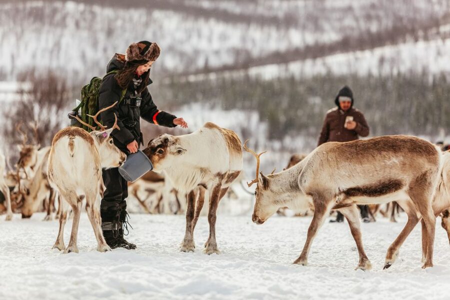 Tromsø: Reindeer Sledding & Feeding with a Sami Guide - A short ride from Tromsø to the reindeer camp