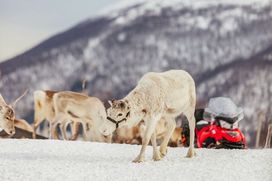 Tromsø: Reindeer Sledding & Feeding with a Sami Guide - Reindeer sledding through the countryside