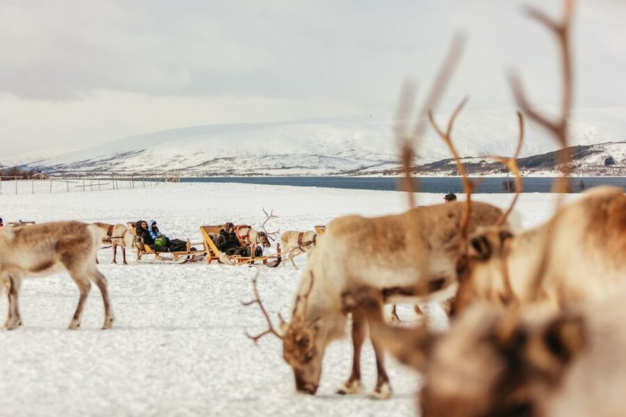 Tromsø: Reindeer Sledding & Feeding with a Sami Guide - Stories, personal traditions, and joik by the fire