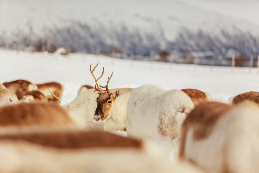 Tromsø: Reindeer Sledding & Feeding with a Sami Guide - What to wear for four hours in Arctic weather