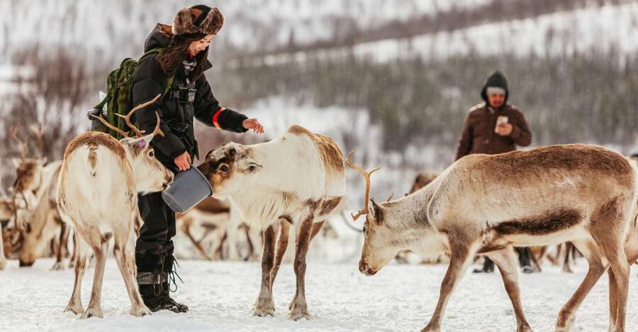 Tromsø: Reindeer Sledding & Feeding with a Sami Guide - Is $198 a fair price?