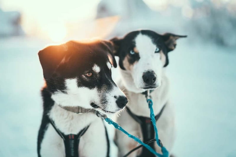 Tromsø: Self-Drive Husky Dog Sledding Adventure - Key points for your Tromsø dog-sledding day