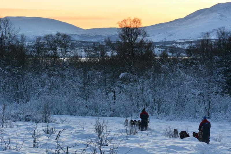 Tromsø: Self-Drive Husky Dog Sledding Adventure - Practical tips for a smoother sled run