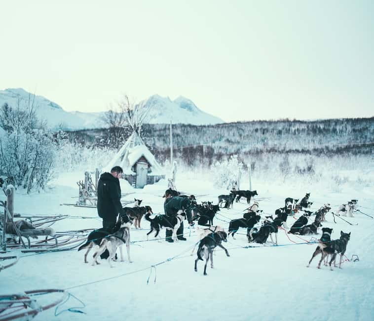 Tromsø: Self-Drive Husky Dog Sledding Adventure - Why self-driving makes this a better Arctic outing