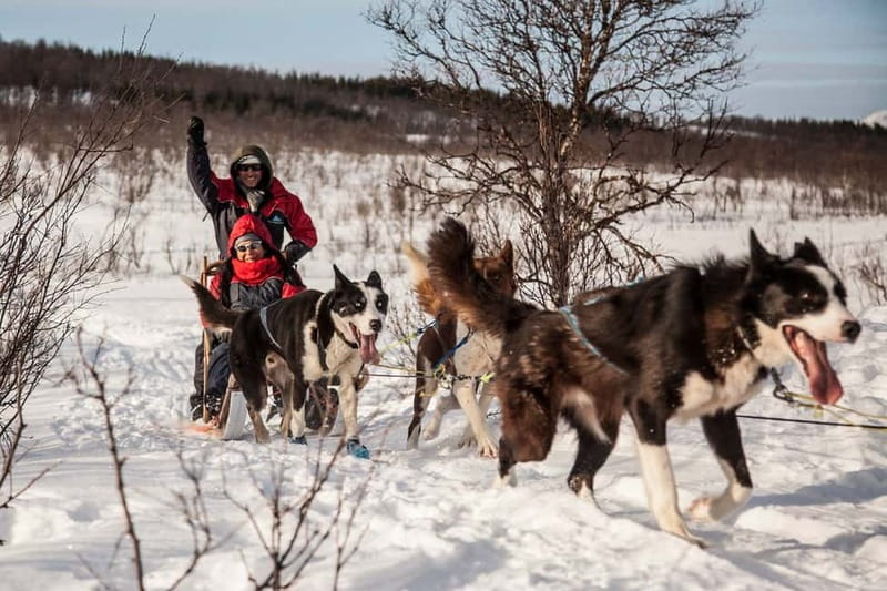 Tromsø: Self-Drive Husky Dog Sledding Adventure - Meeting the 130 Alaskan huskies