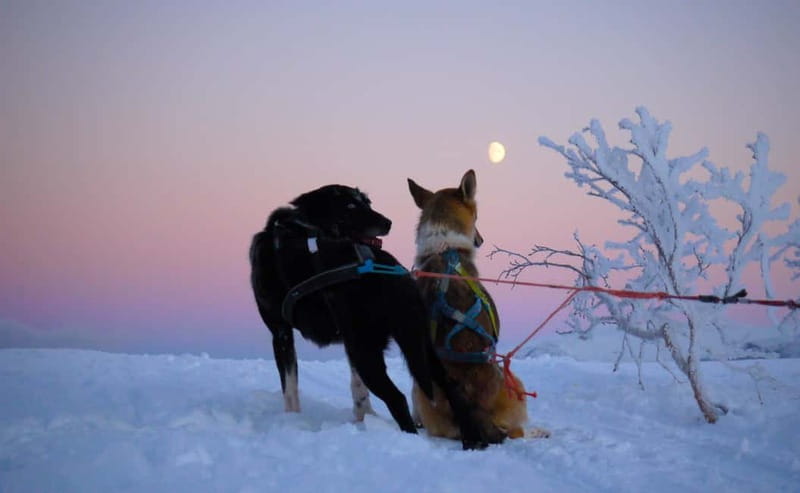 Tromsø: Self-Drive Husky Dog Sledding Adventure - Learning to handle the sled