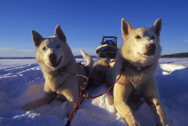 Tromsø: Self-Drive Husky Dog Sledding Adventure - The Sami lavvo and the best part of the cooldown