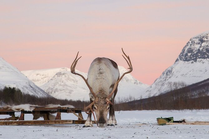 Tromsø Snowmobiling, Ice Domes Snow Park, and Reindeer Visit - From Tromsø to Camp Tamok in 90 minutes