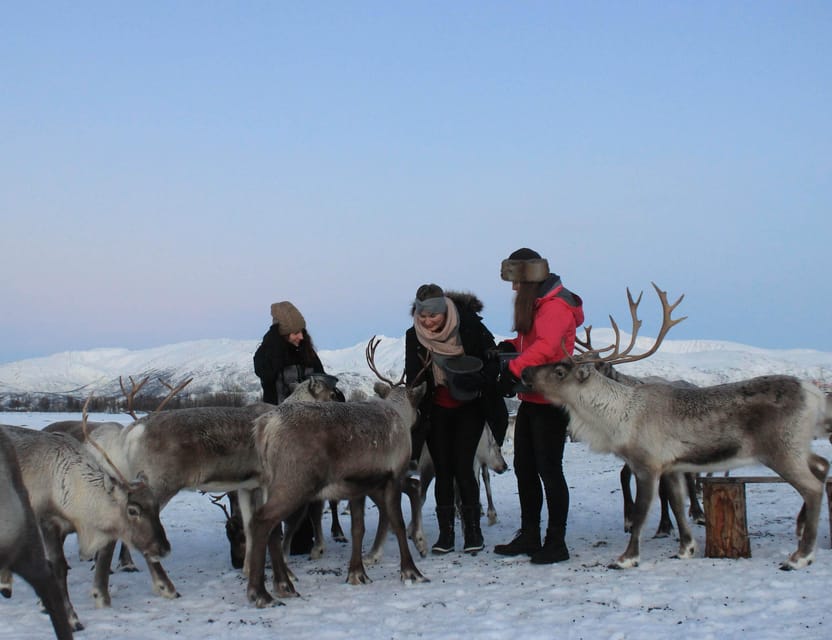 Tromsø: Snowshoeing Tour & Reindeer Encounter with Lunch - From Tromsø Havn to the reindeer camp