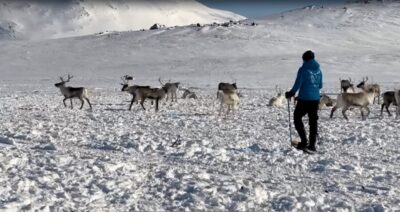 Snowshoeing Tour & Reindeer Encounter with Lunch