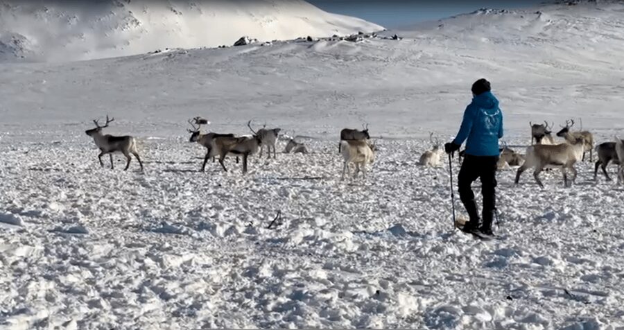 Tromsø: Snowshoeing Tour & Reindeer Encounter with Lunch - Is $150 a fair price?