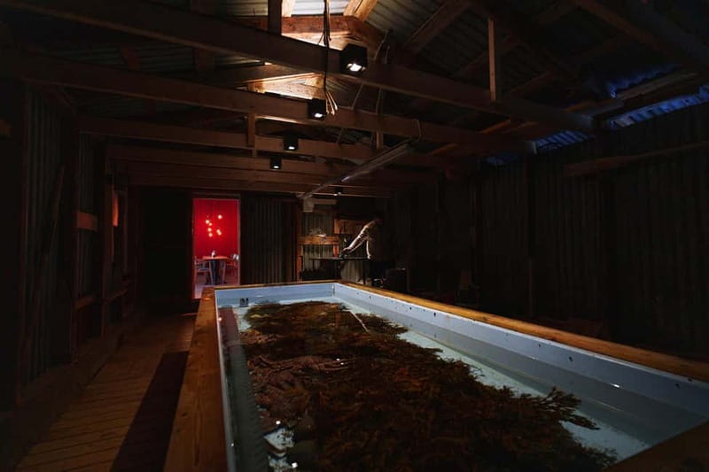 Tromsø: Tasty King Crab Adventure - The best reasons to choose this experience