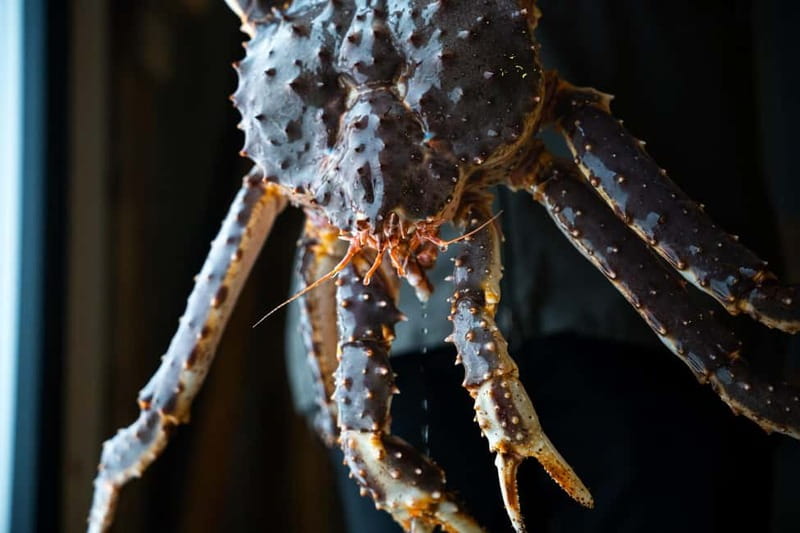 Tromsø: Tasty King Crab Adventure - Meeting at Magic Ice Bar Tromsø