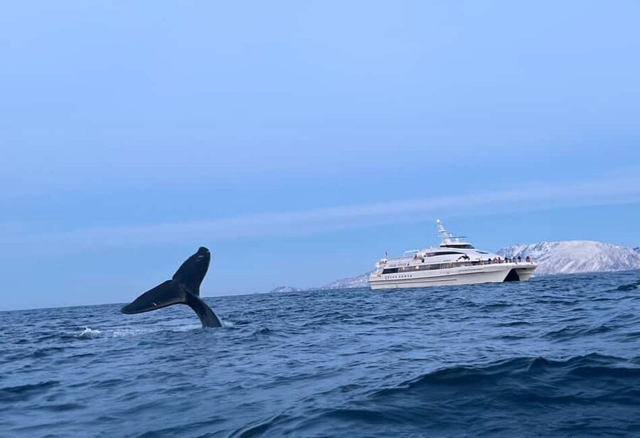 Tromsø Whale Safari with MS Gabriele - Key points before you book