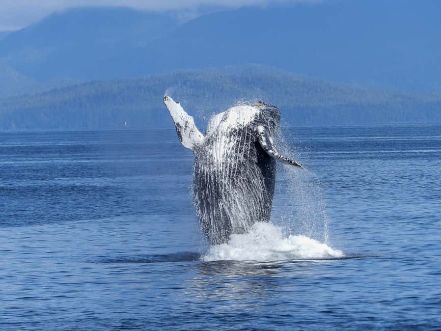 Tromsø Whale Safari with MS Gabriele - Booking advice for a better day