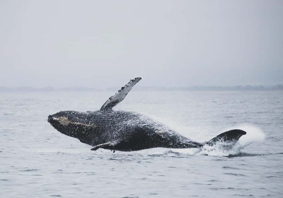 Tromsø Whale Safari with MS Gabriele - Arctic scenery even when the whales hide