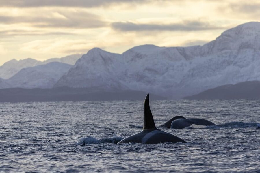 Tromsø Whale Safari with MS Gabriele - Searching for orcas and humpback whales