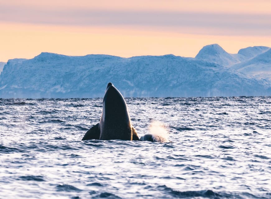 Tromsø Whale Safari with MS Keiser Wilhelm - Weather changes can alter the experience