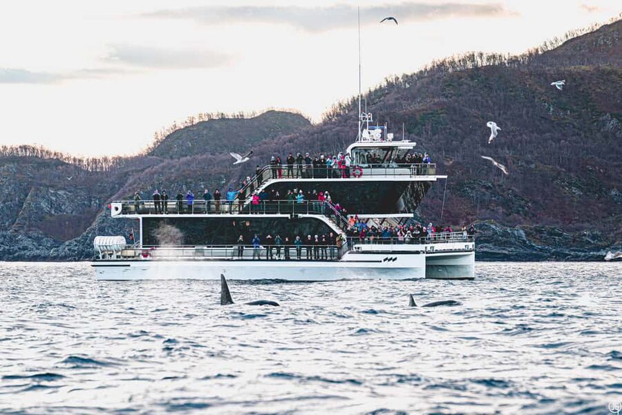 Tromsø: Whale Watching Tour by Hybrid-Electric Boat - Key points to know before you book