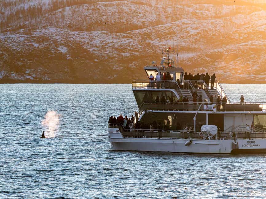 Tromsø: Whale Watching Tour by Hybrid-Electric Boat - Should you book the Brim Explorer whale tour?