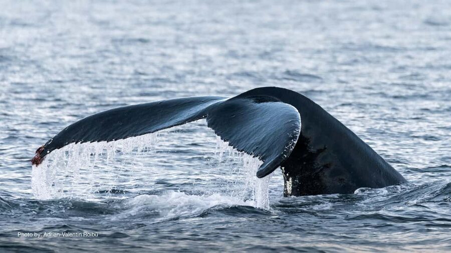 Tromsø: Whale Watching Tour by Hybrid-Electric Boat - The real day: Tromsø to the Skjervøy fjords