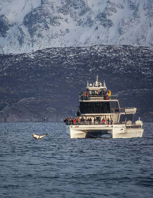 Tromsø: Whale Watching Tour by Hybrid-Electric Boat - What happens when you reach the whales