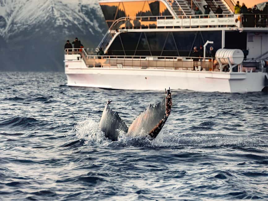 Tromsø: Whale Watching Tour by Hybrid-Electric Boat - Who will enjoy this most?