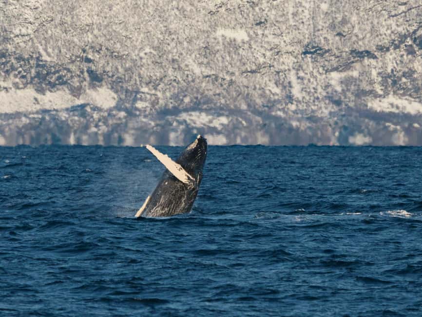 Tromsø: Whale Watching Tour by Hybrid-Electric Boat - A hybrid catamaran built for long viewing days