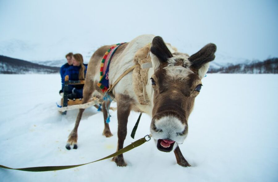 True Locals of the Arctic: Reindeer Sledding at Camp Tamok - Key points to know before you book