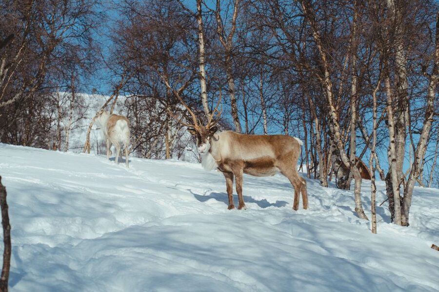 True Locals of the Arctic: Reindeer Sledding at Camp Tamok - A quiet Arctic day with the reindeer