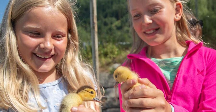 Vik i Sogn: Authentic Farm Visit - Price and What You Receive for $29