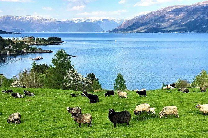 Viking Islands from Alesund: 5-Hour Private Group Tour - Weather, timing, and the right kind of day