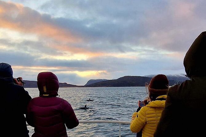 Whale Safari in Tromso - Leaving Tromsø at 9:00 a.m.