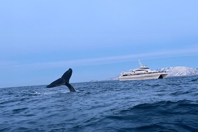 Whale Safari in Tromso - Searching for Orcas and Humpback Whales