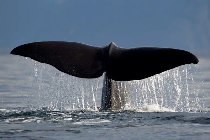 Whale Safari in Tromso - Is $182 a Fair Price?