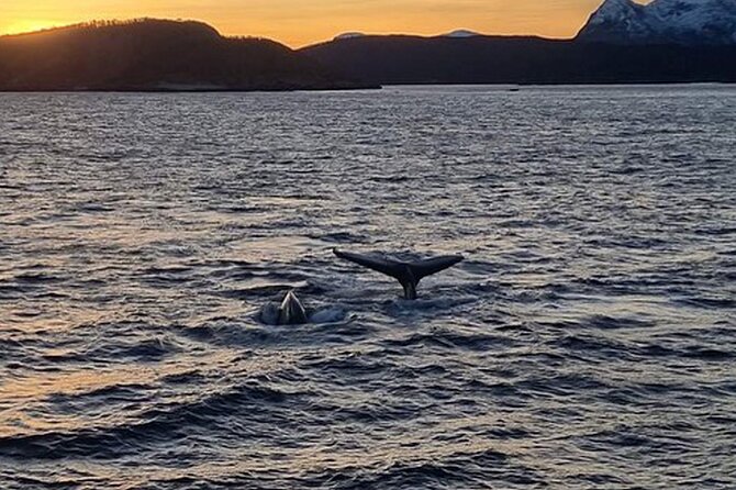 Whale Safari in Tromso - Weather, Cancellations, and the Long Day