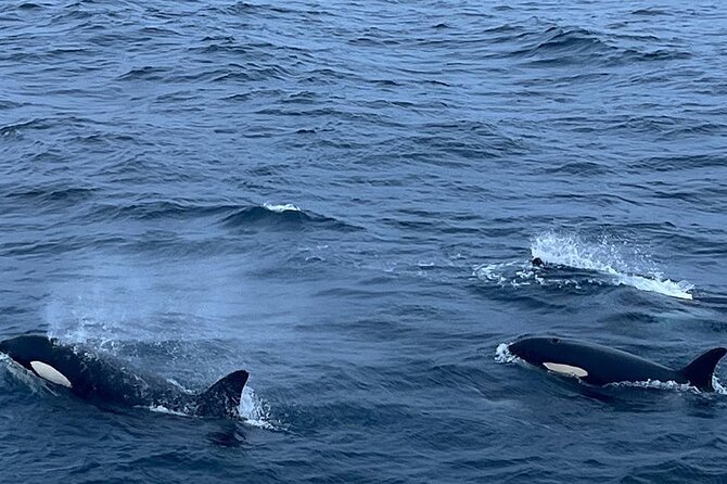 Whale Safari in Tromso - What I Would Pack for This Safari