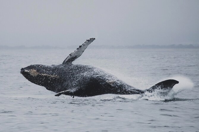 Whale Safari in Tromso - Who Should Book This Tromsø Whale Safari?