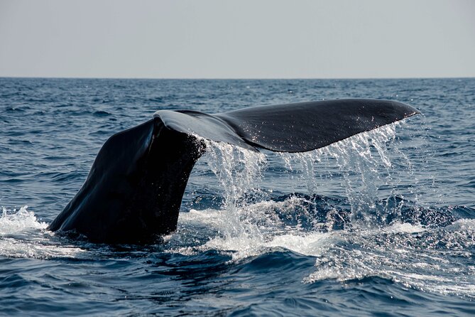 Whale safari with Puffins and Muffins (Andøy, Vesterålen) - Key points to know before booking