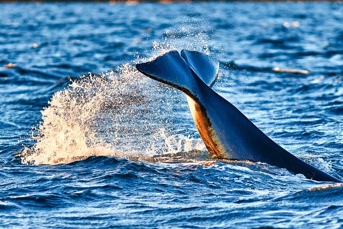 Whale safari with Puffins and Muffins (Andøy, Vesterålen) - Puffins and smaller wildlife along the route