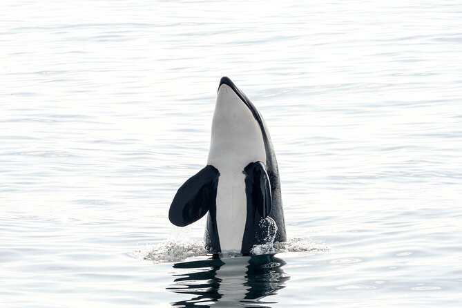 Whale safari with Puffins and Muffins (Andøy, Vesterålen) - What the small boat means for comfort