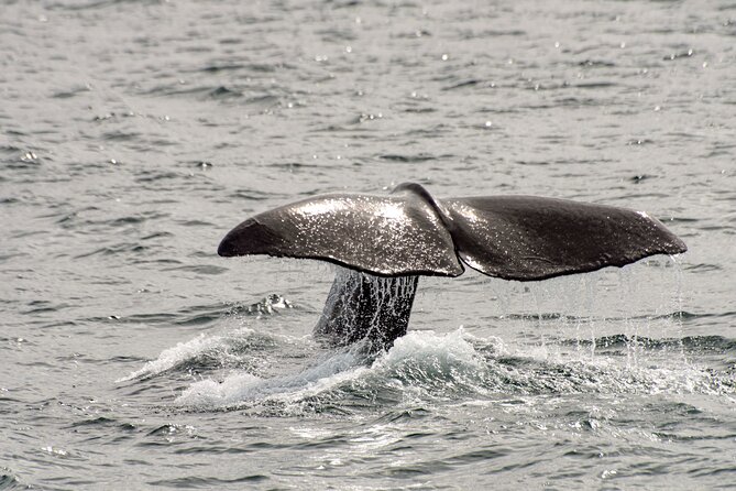 Whale safari with Puffins and Muffins (Andøy, Vesterålen) - Price, group size, and overall value