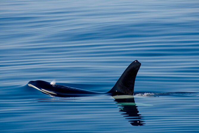 Whale safari with Puffins and Muffins (Andøy, Vesterålen) - Weather, cancellations, and planning around the coast