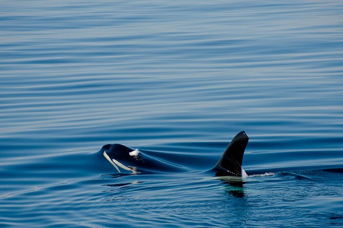 Whale safari with Puffins and Muffins (Andøy, Vesterålen) - Who should book the Bleik whale safari