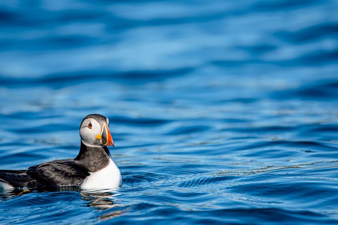 Whale safari with Puffins and Muffins (Andøy, Vesterålen) - Searching Bleik Canyon for whales