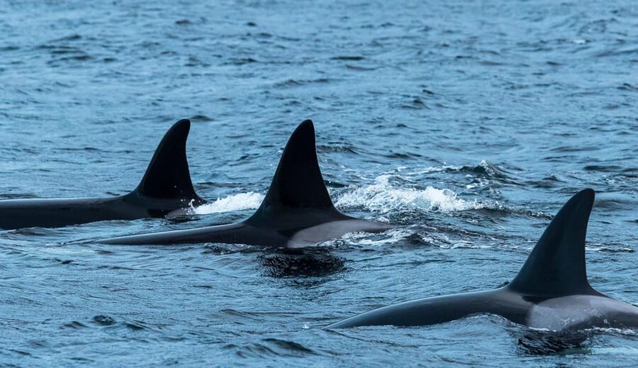 Whale Watching RIB Safari at Skjervøy - Key points to know before booking